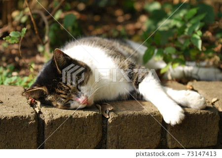 A cat in a nap A cat in a nap 73147413
