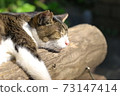 A cat that sunbaths 73147414