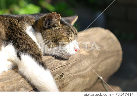 A cat that sunbaths A cat that sunbaths 73147414