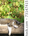 A cat that sunbaths 73147415