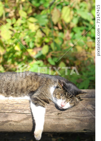 A cat that sunbaths A cat that sunbaths 73147415