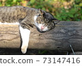 A cat that sunbaths 73147416