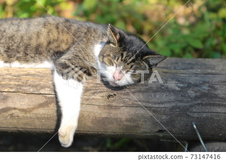 A cat that sunbaths A cat that sunbaths 73147416