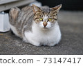 City stray cat 73147417