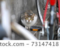 City stray cat 73147418