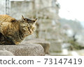The cat at the temple 73147419