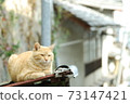 Cat who indulges in indignation 73147421