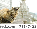 The cat at the temple 73147422