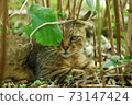 Cat peeking through the leaves 73147424