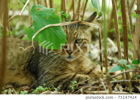 Cat peeking through the leaves Cat peeking through the leaves 73147424