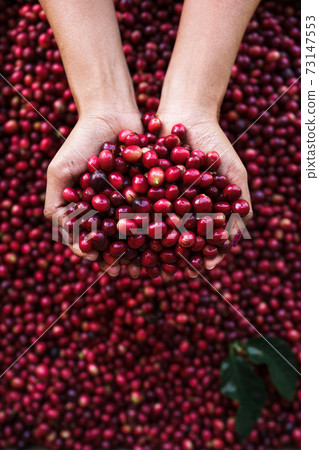 red coffee In the sack and on the hand 73147553