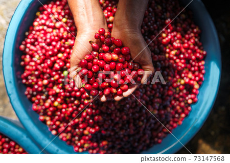 red coffee In the sack and on the hand red coffee In the sack and on the hand 73147568