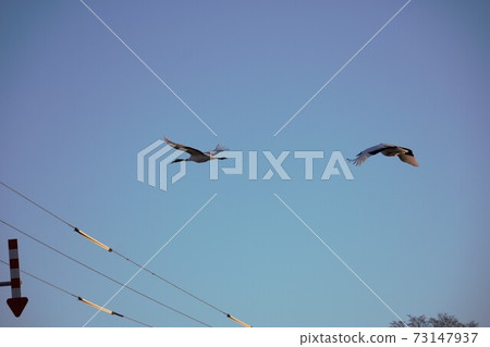 在電線上飛來的破草起重機 在電線上飛來的破草起重機 73147937