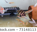 Datonio Plus一隻幼蟲與一起餵食 73148113