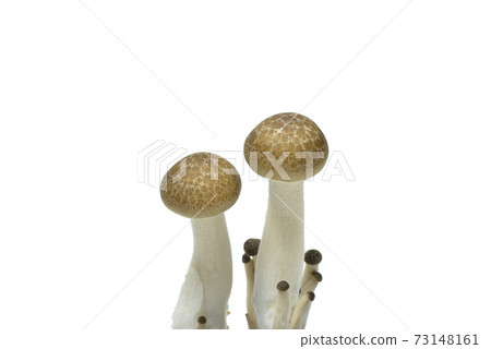 White-backed mushrooms White-backed mushrooms 73148161