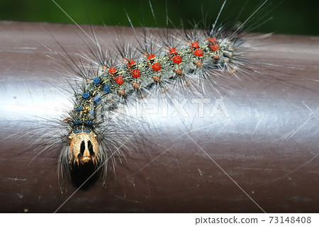 Gypsy moth larva (caterpillar) Gypsy moth larva (caterpillar) 73148408