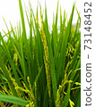 Many ear of rices in green field ,After the planting were abundance 73148452