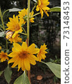 A butterfly was on a yellow Sunflower tree 73148453