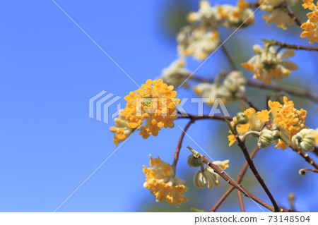 Yellow Mitsumata Flower 73148504