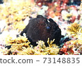 Hayama Frogfish (Iro Frogfish) 73148835