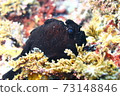 Hayama Frogfish (Iro Frogfish) 73148846