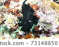 Hayama Frogfish (Iro Frogfish) 73148850