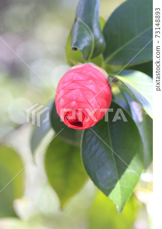 Tsubaki's bud 73148893