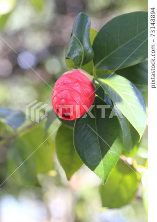 Tsubaki's bud 73148894