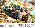 Hayama Frogfish (Iro Frogfish) 73149049