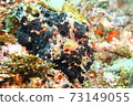 Hayama Frogfish (Iro Frogfish) 73149055
