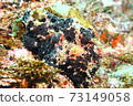 Hayama Frogfish (Iro Frogfish) 73149058