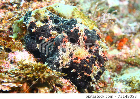 Hayama Frogfish (Iro Frogfish) 73149058