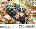 Hayama Frogfish (Iro Frogfish) 73149060