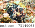 Hayama Frogfish (Iro Frogfish) 73149063