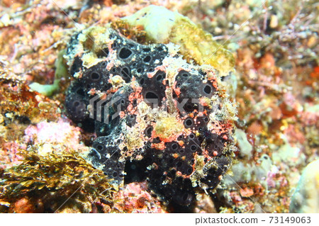 羽山的青蛙安口(Iro Frog Ankou) 羽山的青蛙安口(Iro Frog Ankou) 73149063