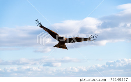 Hunter flying in the sky Hunter flying in the sky 73149357