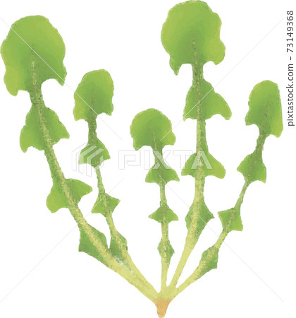 January Spring Nipple nipplewort Hotoke no Za Nanakusa Vegetables Watercolor Hand-painted Illustration material 73149368