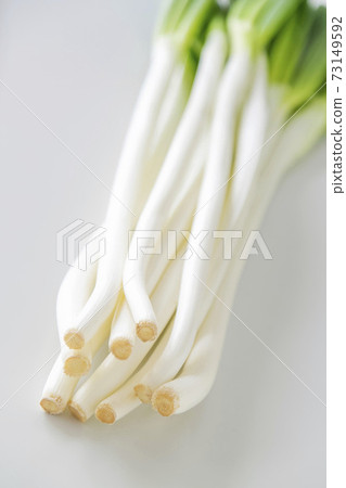 Soft white onion in the snow Soft white onion in the snow 73149592
