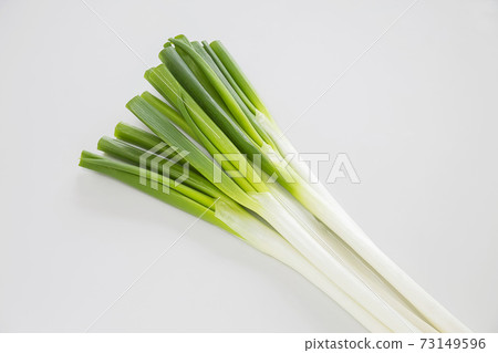 Soft white onion in the snow Soft white onion in the snow 73149596