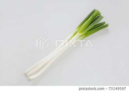 Soft white onion in the snow 73149597