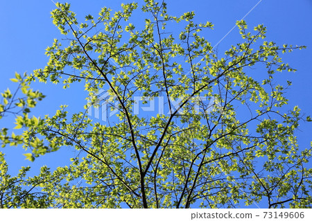 Moe yellow season 73149606