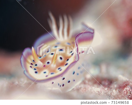 Skirt fluttering ♪♪♪ Amami Oshima's Otohime Nudibranch Part 1 Skirt fluttering ♪♪♪ Amami Oshima's Otohime Nudibranch Part 1 73149658