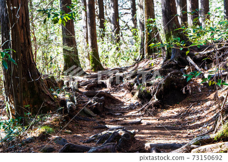 Hakone Old Road 73150692