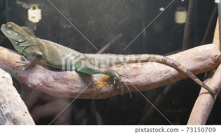 Ladybird lizard Ladybird lizard 73150709
