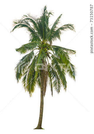 Trees isolated on white background, tropical trees isolated used for design, advertising and architecture. Trees isolated on white background, tropical trees isolated used for design, advertising and architecture. 73150787
