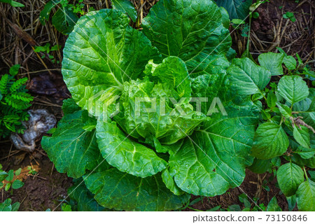 Close up of the head of a Napa cabbage, Chinese cabbage is grown in a fully grown vegetable plot, Cabbage. Green lettuce plants in growth at field. Close up of the head of a Napa cabbage, Chinese cabbage is grown in a fully grown vegetable plot, Cabbage. Green lettuce plants in growth at field. 73150846