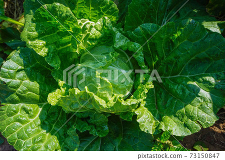 Close up of the head of a Napa cabbage, Chinese cabbage is grown in a fully grown vegetable plot, Cabbage. Green lettuce plants in growth at field. Close up of the head of a Napa cabbage, Chinese cabbage is grown in a fully grown vegetable plot, Cabbage. Green lettuce plants in growth at field. 73150847