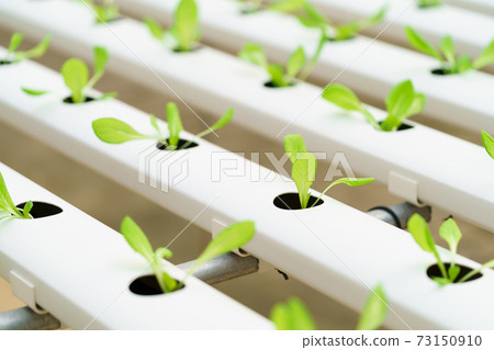 Growing vegetables without using soil or calling another type Hydroponic Vegetable Growing The concept of organic vegetables, food, health, agriculture, limited space 73150910