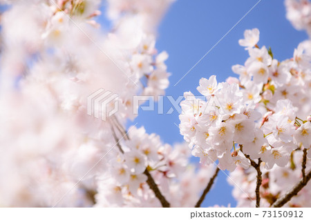 The clear sky and cherry blossoms in full bloom The clear sky and cherry blossoms in full bloom 73150912