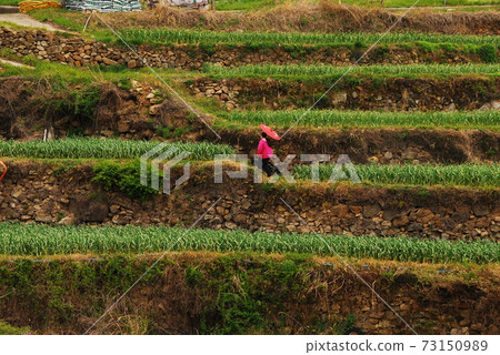 Dachoji,Tyuullip,Namhae,油菜田6 Dachoji,Tyuullip,Namhae,油菜田6 73150989